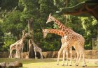 Paket Tour Taman Safari Bogor: Wisata Edukasi Keluarga Paling Hits!