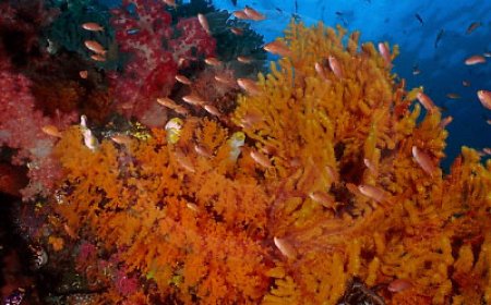 Mengenal Burung Besar di Irian Jaya: Si Raja Langit dari Timur Indonesia