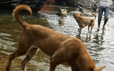 Anjing Liar dari Australia: Mengenal Dingo Sang Pemburu Legendaris